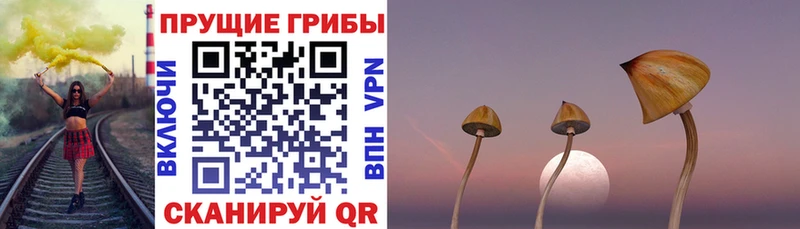 Галлюциногенные грибы Psilocybe  KRAKEN как войти  Асино 